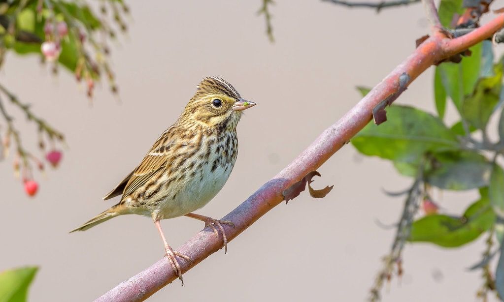 Savannah Sparrow by Becky Matsubara is licensed under CC BY 2.0.